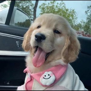 Meet your Posher, Chao